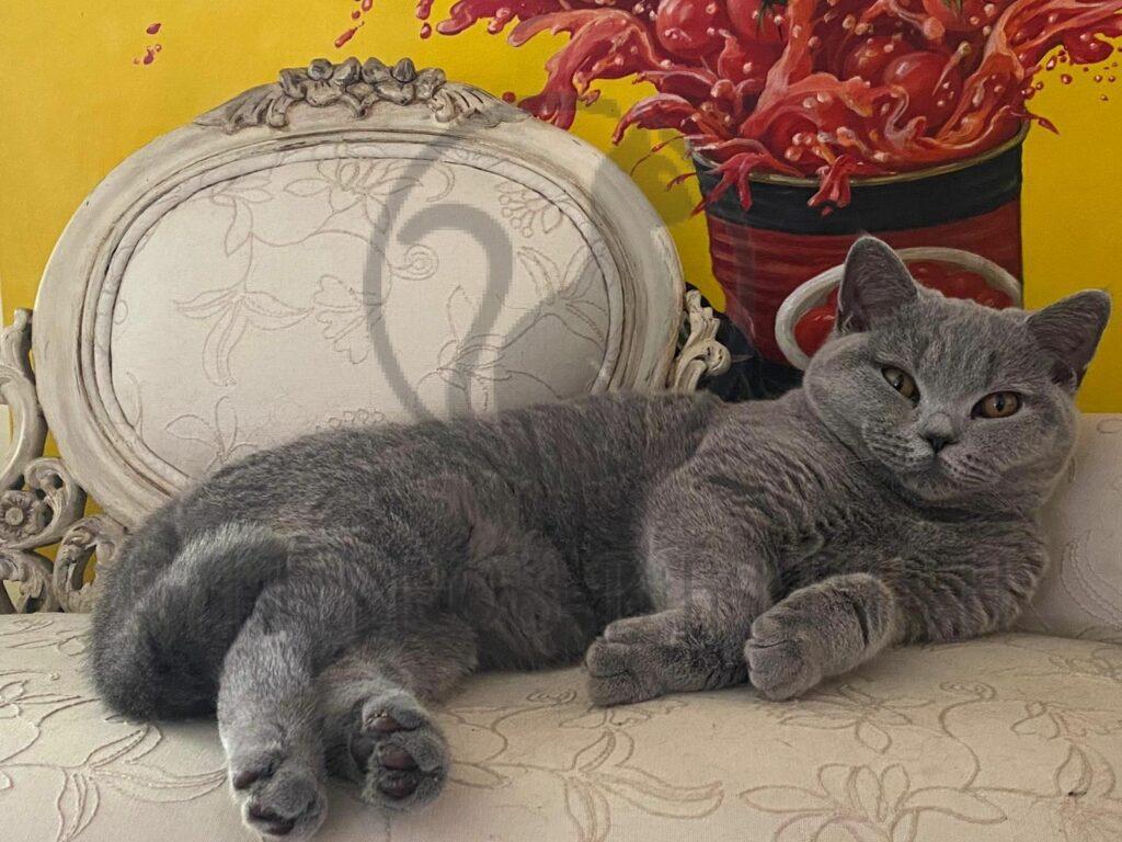 British Shorthair