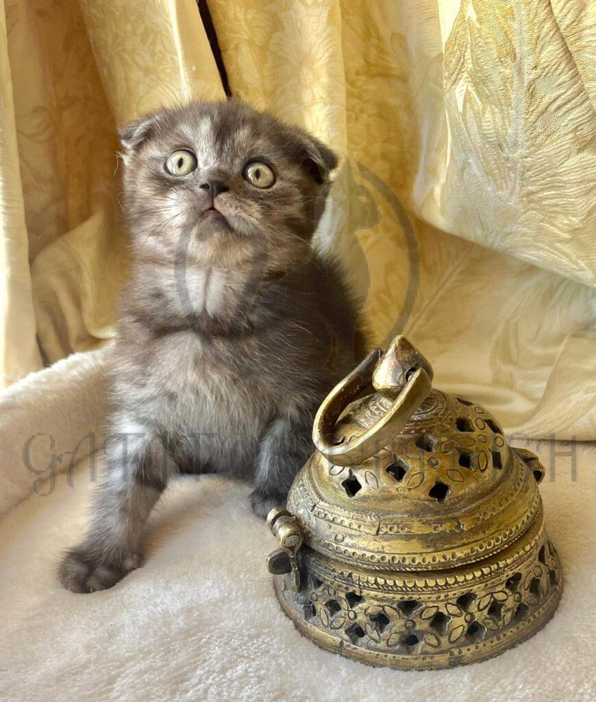 Comprar Gatitos British